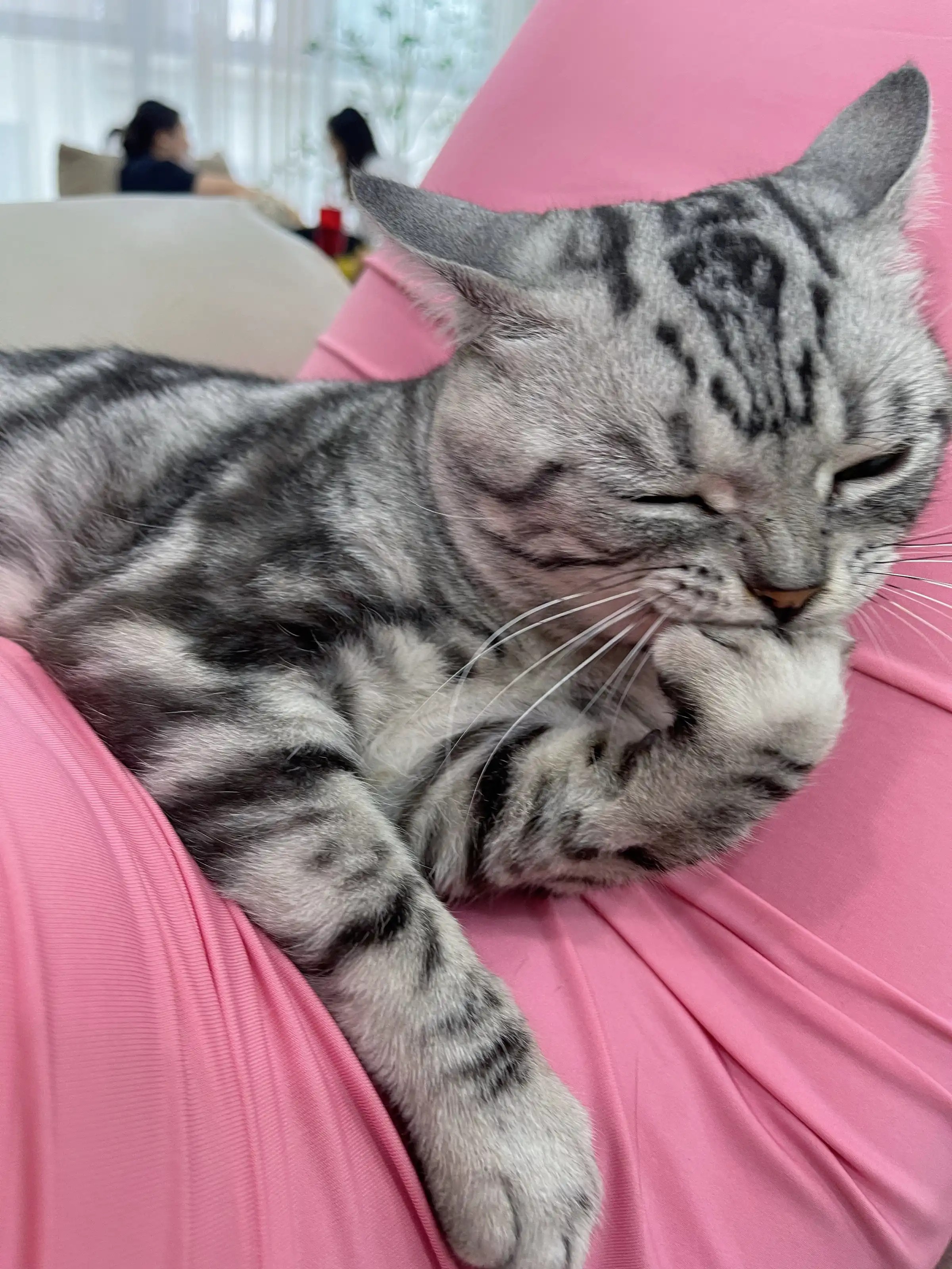 Chu Sa Tước