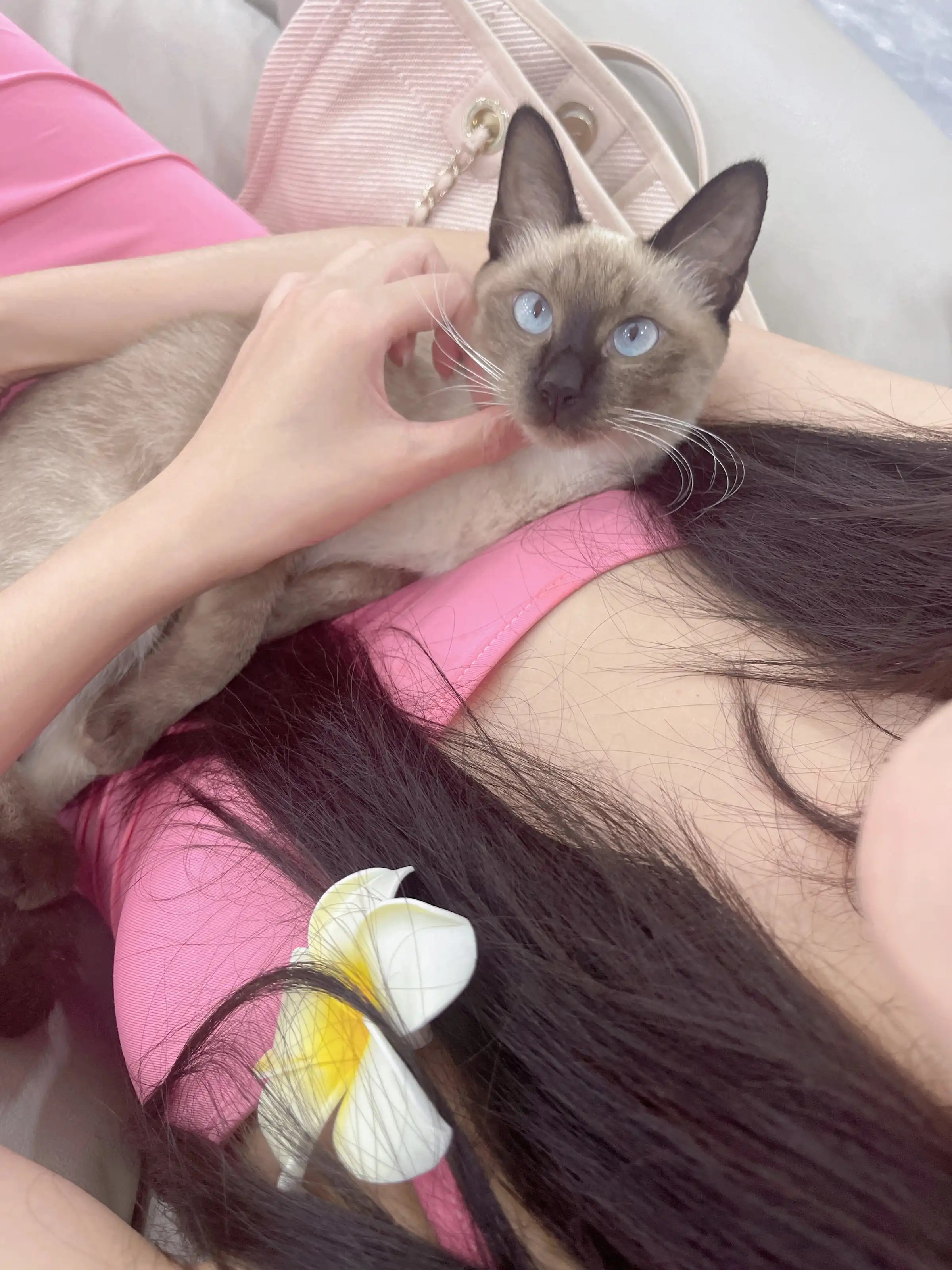 Chu Sa Tước